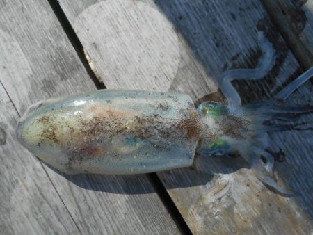 こかわ渡船　雅丸 釣果