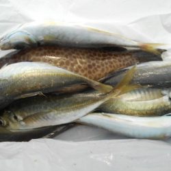 こかわ渡船　雅丸 釣果