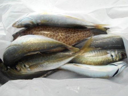 こかわ渡船　雅丸 釣果