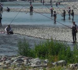 会津大川（会津非出資漁業協同組合） 釣果