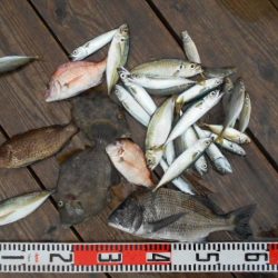 こかわ渡船　雅丸 釣果