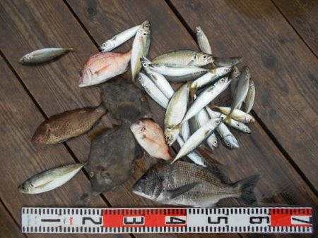 こかわ渡船　雅丸 釣果