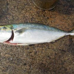 千鳥丸 釣果