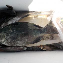 千鳥丸 釣果
