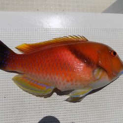 フィッシングボート空風(そらかぜ) 釣果