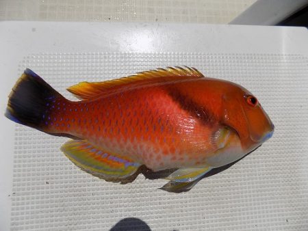 フィッシングボート空風(そらかぜ) 釣果