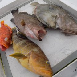 フィッシングボート空風(そらかぜ) 釣果