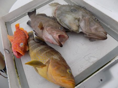 フィッシングボート空風(そらかぜ) 釣果