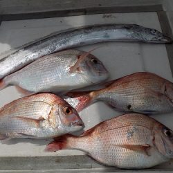 フィッシングボート空風(そらかぜ) 釣果