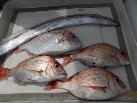 フィッシングボート空風(そらかぜ) 釣果