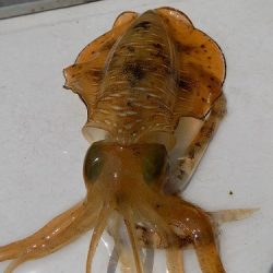 フィッシングボート空風(そらかぜ) 釣果