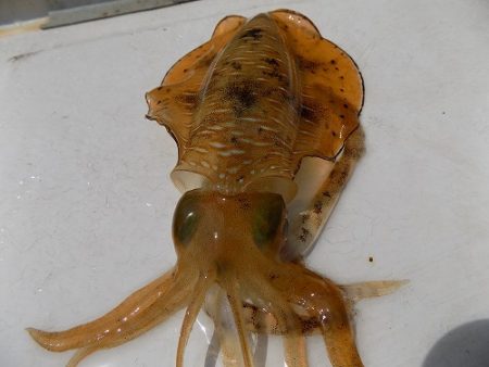 フィッシングボート空風（そらかぜ） 釣果