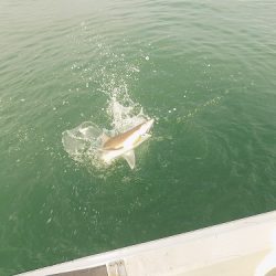 フィッシングボート空風(そらかぜ) 釣果