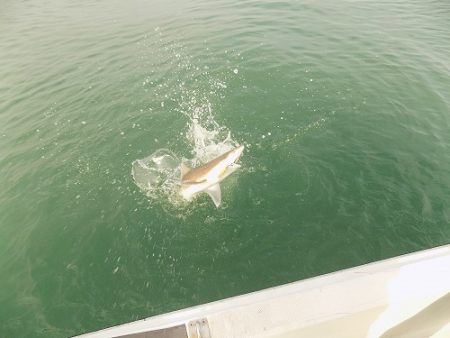 フィッシングボート空風(そらかぜ) 釣果