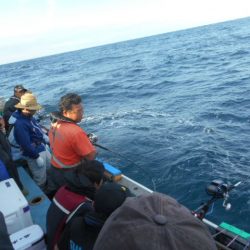 大進丸(愛知) 釣果