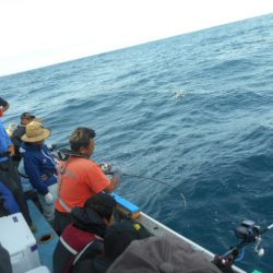 大進丸(愛知) 釣果