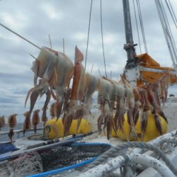 大進丸(愛知) 釣果