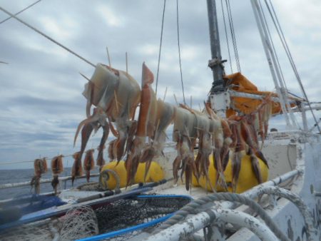 大進丸(愛知) 釣果