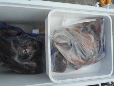 大進丸（愛知） 釣果