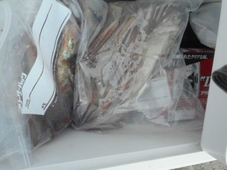 大進丸（愛知） 釣果