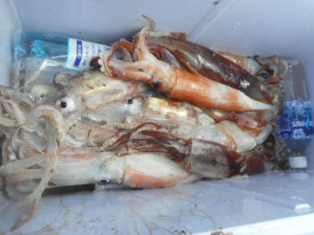 大進丸（愛知） 釣果