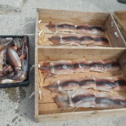 大進丸（愛知） 釣果