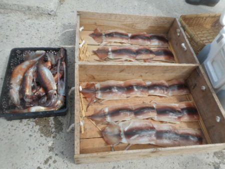 大進丸（愛知） 釣果