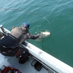 Fisherman Dreams DI 釣果