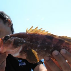 Fisherman Dreams DI 釣果