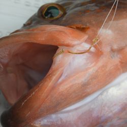 Fisherman Dreams DI 釣果