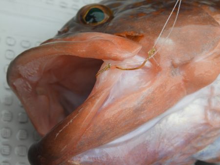 Fisherman Dreams DI 釣果