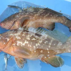 Fisherman Dreams DI 釣果