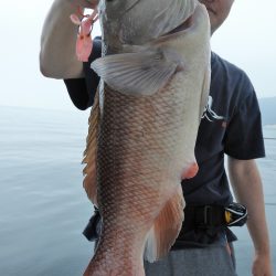 Fisherman Dreams DI 釣果