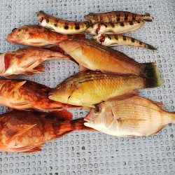 第二常豊丸 釣果