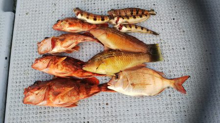 第二常豊丸 釣果