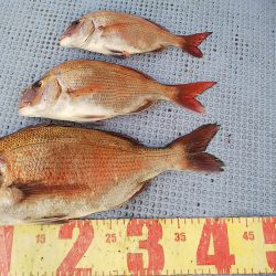 第二常豊丸 釣果