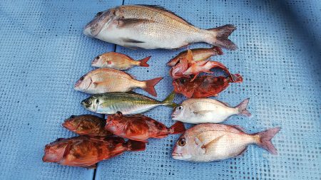 第二常豊丸 釣果