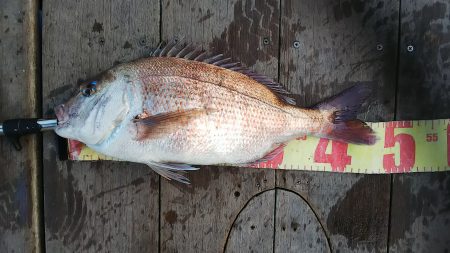 第二常豊丸 釣果