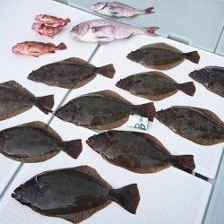 フィッシングボートACE(エース) 釣果