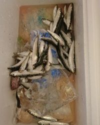 和歌山マリーナシティ釣り公園 釣果