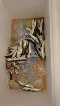 和歌山マリーナシティ釣り公園 釣果