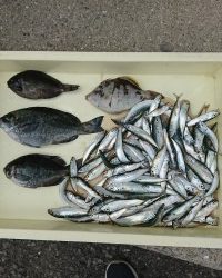 和歌山マリーナシティ釣り公園 釣果