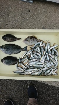和歌山マリーナシティ釣り公園 釣果