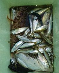 和歌山マリーナシティ釣り公園 釣果