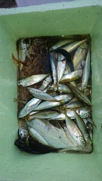 和歌山マリーナシティ釣り公園 釣果