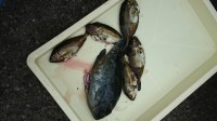 和歌山マリーナシティ釣り公園 釣果