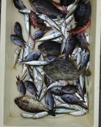 和歌山マリーナシティ釣り公園 釣果