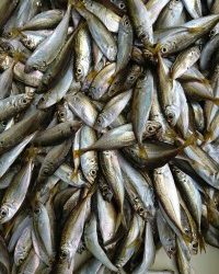 和歌山マリーナシティ釣り公園 釣果