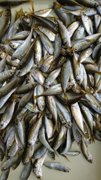 和歌山マリーナシティ釣り公園 釣果