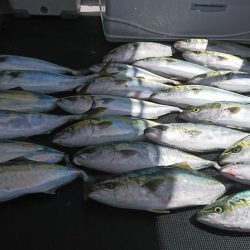 武士(SAMURAI) 釣果